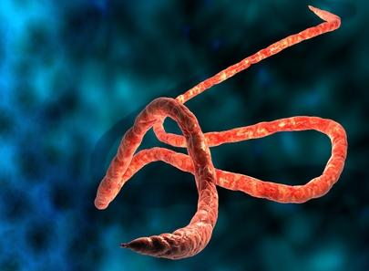 Ebola: Comment il se propage