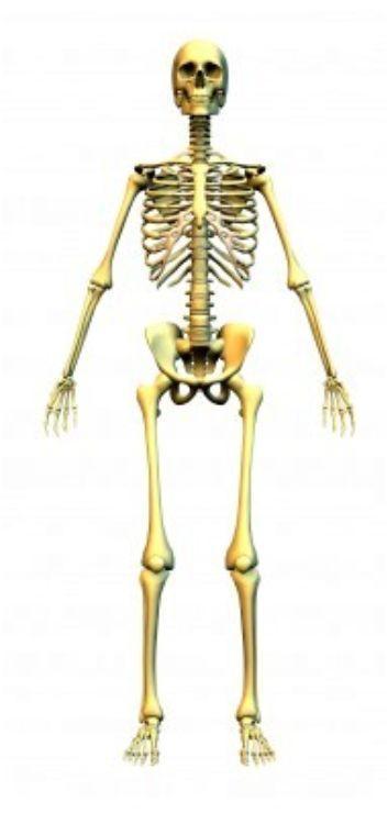  le squelette  humain
